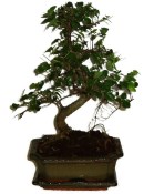 Zelkova 318 - pokojové bonsaje 